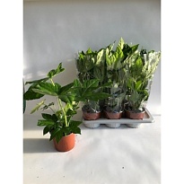 Фатсия d21 h80 1шт