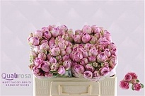 Роза кустовая Lavender Lace дл.50 5шт