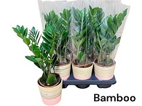 Замиокулькас  декопот Бамбук d12 h35 6шт