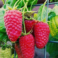 Малина Краса России бесшип./Цв.Кор 1шт