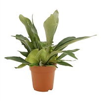 Платицериум Бифурк. d12 h50 6шт