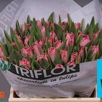 Тюльпан Fr Santander 10шт