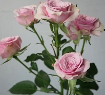 Роза кустовая Leila дл.80 10шт