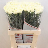 Гвоздика Kiro 20шт