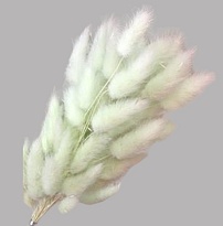 Лагурус сухоцвет 60шт h60-70см зеленый светлый