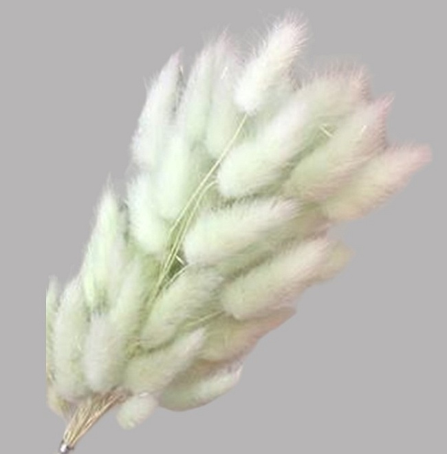 Лагурус сухоцвет 60шт h60-70см зеленый светлый