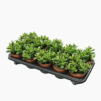 Крассула Гэндальф d10 h20 6шт