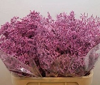 Лимониум Paint 5шт