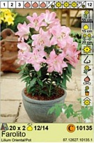 Лилия Фаролито вост./горш.12/14 2шт*