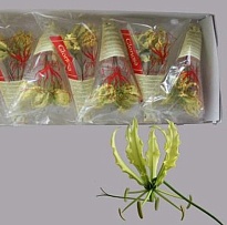 Глориоса Lutea 5шт