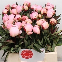 Пион Flor Nicholls 5шт