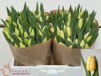 Тюльпан Creme Brulee 10шт