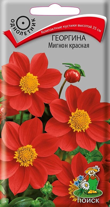 Георгина Мигнон красная 0,2г /Поиск