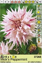 Георгина Мик`с Пепперминт кактус. 1шт*