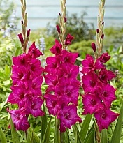Гладиолус Mystic Magenta 10шт