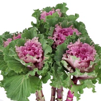 Брасика Ruffle Rose 5шт