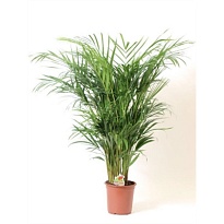 Арека d23 h100 1шт