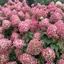 Гортензия (Hydrangea) метельчатая Пиксио d9 18шт