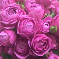 Роза Мисти Баблс кустовая (МЦ) дл.50 10шт/уп