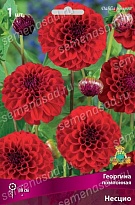 Георгина помпонная Несцио 1шт