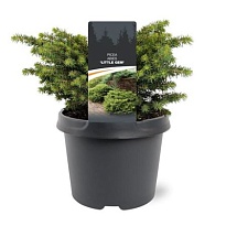Ель (Picea) обыкновенная Литтл Джем d23 h50 1шт