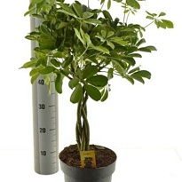 Шеффлера Компакта твист стем d21 h90 1шт