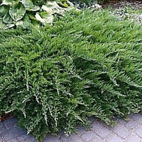 Можжевельник (Juniperus) казацкий Тамарисцифолия 2л h25-30 1шт