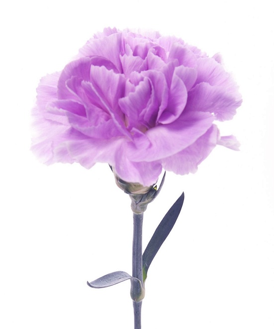 Гвоздика M J Lavender дл.Fancy 25шт