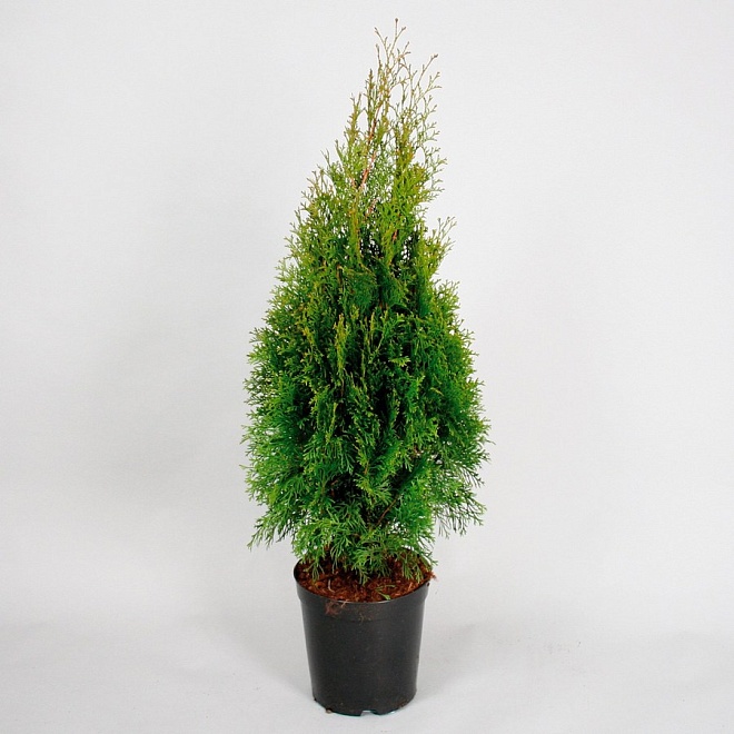 Туя (Thuja) западная Смарагд d17 h80-90 1шт