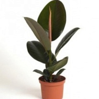 Фикус Абиджан d8 h25 21шт