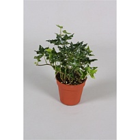 Хедера Хеликс Ивалейс d9 h10 18шт