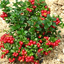 Брусника Коралл/Цв.Кор