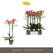 Орхидея Фален. Спирс 2ст d12 h70 6шт