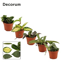 Хойя микс d6 h10 20шт