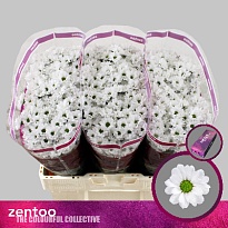 Хризантема сантини Lassie 25шт