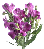 Альстромерия Valleflor S.a. Purple дл.70 10шт