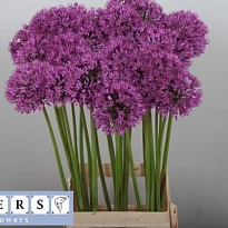 Алиум Purple Sensation 5шт