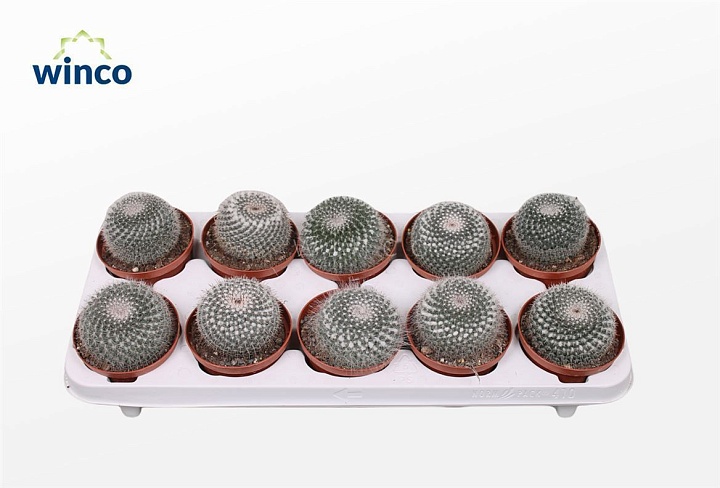 Кактус Маммилярия Ханиана d10 h20 10шт