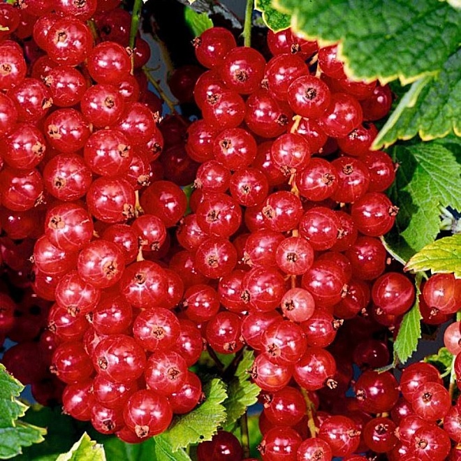 Смородина (Ribes) красная Йонкер Ван Тетс d9 h15-25 18шт