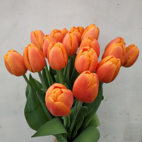 Тюльпан Orange 24-26 gr 50шт