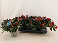 Азалия Айко Ред d13 h30 6шт