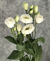 Эустома Белая (К) дл.70 1уп