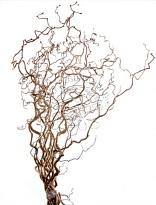 Корилус Contorta дл.140 5шт (A)