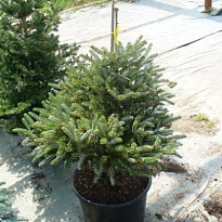 Пихта (Abies) корейская Сильберлок 4л h30-40 1шт