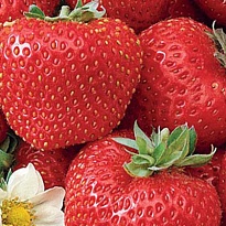 Земляника Елизавета 2 ремонт. (ОКС) 3шт/упак