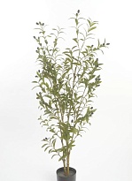 Олива искусcтвенная h145см зеленый