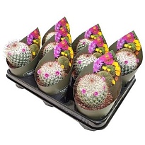 Кактус Маммилярия Бомбицина (потковер) d10 h10 9шт