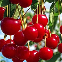 Вишня Факел (дюк)/Цв.Кор 1шт