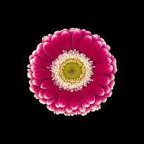 Гербера Mini Cassis 30 шт