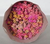 Гипсофила Novelfarmss Lightpink 1000gr дл.60 25шт